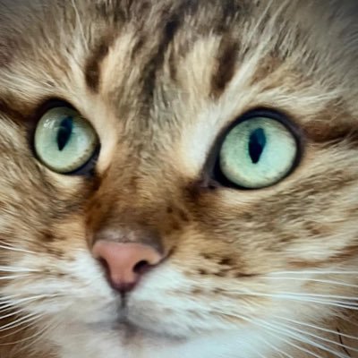 palomanavaz's profile picture. 💏🐱🐶💜🏳️‍🌈🏳️‍⚧️🏀🎬 🎼 De los animalitos al basket, el cine, las series y la música. El lado izquierdo siempre es mi lado. 🔻