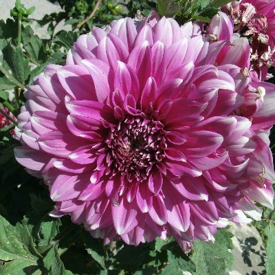 MatureStud9's profile picture. 