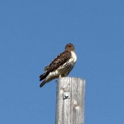 sangambhatt06's profile picture. #learningbydoing