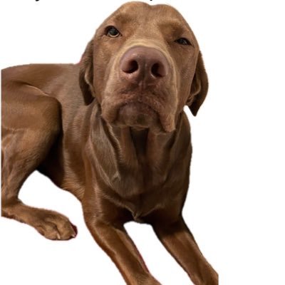 justtdog's profile picture. D O G || turn on post notifications || DM for submissions/removal