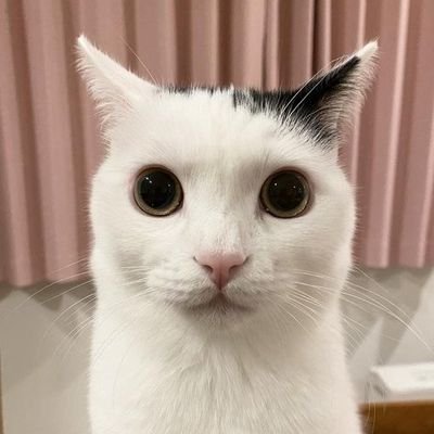 GD Player | Cat Lover | 🇩🇴/🇺🇸 | GFX Artist (kinda) | Hardest: Nine Circles