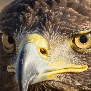 agitación, parafernalia e inteligencia de la resistencia