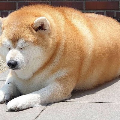 pungo11289's profile picture. 