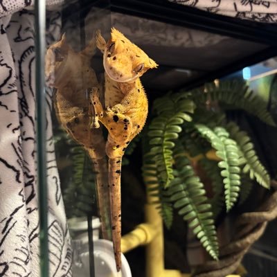 hiro511004's profile picture. イエアメガエル、チャコガエル、アカハライモリ、レオパ、ニシアフ、クレスを飼ってます。