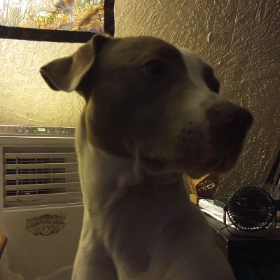 bojomilibo's profile picture. 