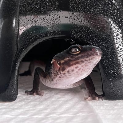 #ヒョウモントカゲモドキ の成長記録🦎 飼育初心者で不安だらけなのでアドバイスお願いします。 お迎え日 れもん #ハイイエロー 【R7.7.27】 きなこ #スノーエクリプス【R7.8.9】おもち #ラプタースネークアイ【R.8.30】くろまめ #ブラックナイト【R.9.20】