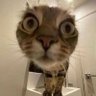 catsbeingweirds's profile picture. love you 🫶