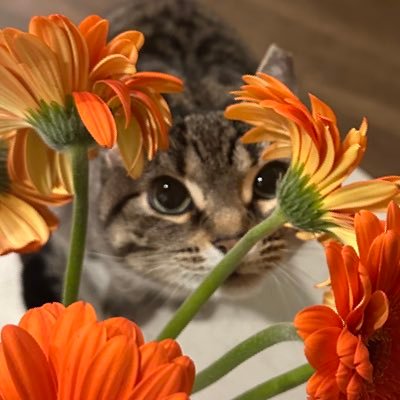 sssunshower's profile picture. salient