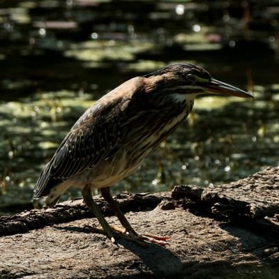 SceneKidSanta's profile picture. he/him                             

 #Exvangelical #FreePalestine