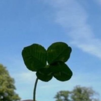 suji530854's profile picture. 