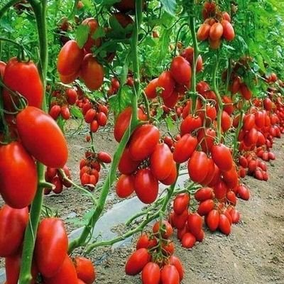 Entrepreneur | 🌱 Farming | 💻 Tech | 🏗️ Construction — Sharing ideas that grow, build & innovate 🚀