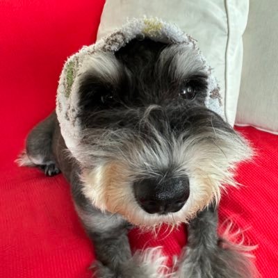 MamyAnimal's profile picture. 