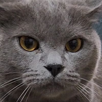 Tsangaw64's profile picture. 苦手😨怖い話と虫😖/好き😍もふもふ 猫 可愛いもの キラキラしたもの 音楽関係は呟けてないただの人の呟き(ライブレポ見るのは好き)なのでフォロー外しご自由に🙇‍🍵