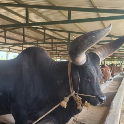 Sasitamil15's profile picture. தமிழன்