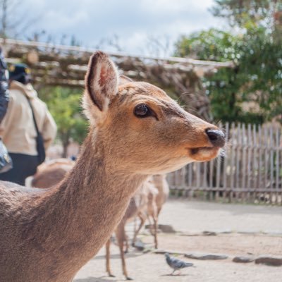 Hiro_Asa16's profile picture. 暇つぶし/猫/マーベル/アニメ/高校生かも？/PC