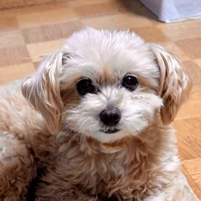 Webディレクター|業務委託で案件を受託しながら法人化に向けて奔走中 🏢|案件に応じてデザイン・コーディング単体でも対応可能です| 2025年中の法人化予定|信頼を大切にしてw制作会社を経営していくことを目標にしています|趣味:筋トレ・読書・アート鑑賞・デザイン・コーディング|ご依頼DMにて✉️
