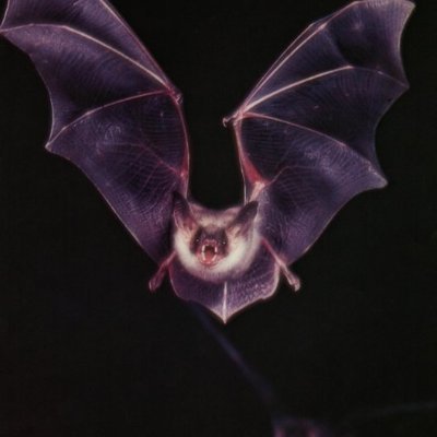 ScaryBatButts's profile picture. 🧋Lazy person  and huge nerd who plays SL and other games. Fashion and bat enthusiast. Meh.

my personality is my astarion leg tattoo.
🔞 🦇 💍🧋🧋🧋