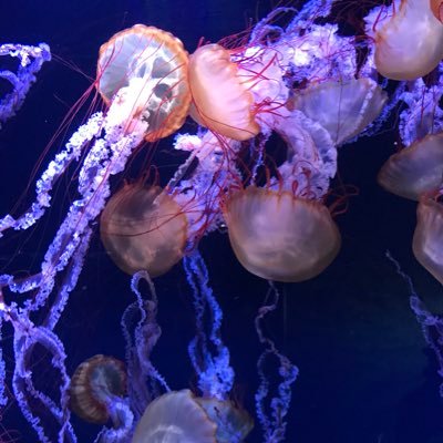 TaiGa_MiTora's profile picture. 