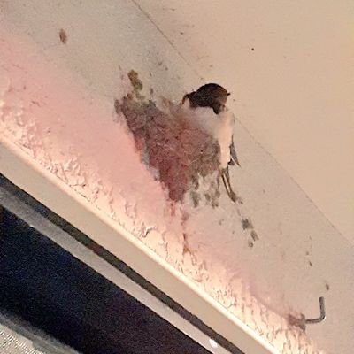 Ochacco's profile picture. 