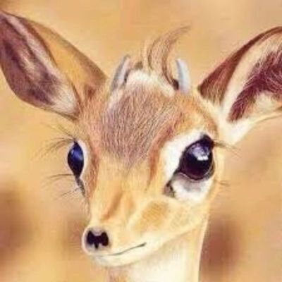 mashryalan59363's profile picture. 🌿 غزلان أصيلة – جمال الطبيعة بين يديك 🦌
✨ بيع و تربية الغزلان بأنواعها
📍 توفير غزلان للتربية والاقتناء
💯مزرعة مشاري العنزي (ابو فهد)