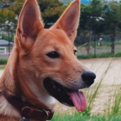 30代夫婦＋保護犬のハナ（♀）（2025年1月27日生）の暮らし🐾