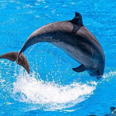 music396's profile picture. #本日のお月様 ☂️雨男Level3☔️ #東山動植物園 #名古屋港水族館 #野鳥好きな人と繋がりたい 飛んでる鳥が好きです。 おぱんちゅうさぎ、トラベラー、たまにヲタク。たまにポトレ🔰初級カメコ Canon