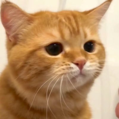 nnphn0412's profile picture. Yêu anh B ♡
Bế em ly 🦈