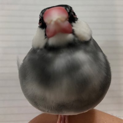 buntyo32944's profile picture. ロボコンゼミ #kosen25s #NITTC #ロボコン