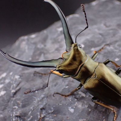 eo9oj3ok35dma's profile picture. 子供きっかけで昆虫、爬虫類に沼りました✨無言フォロー失礼致します🙇‍♂️