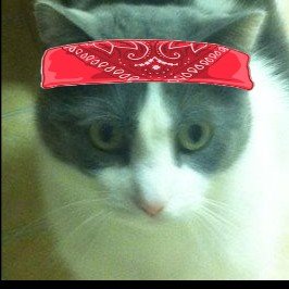 Mom’s bestest boy 😺🌈🪽07-24 Proud member of #chilltent