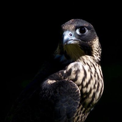 irif111's profile picture. إِذَا لَمْ يَكُنْ عَوْنٌ مِنَ اللَّهِ لِلْفَتَى.. فَأَوَّلُ مَا يَجْنِي عَلَيْهِ اجْتِهَادُهُ"