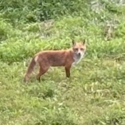 wildwillweaver's profile picture. Constitutional Republican. Renaissance Man. Elevated basics.