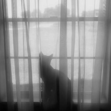 yorutohana's profile picture. 