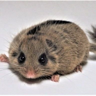 PKMOODs_'s profile picture. Errare Humanum Est