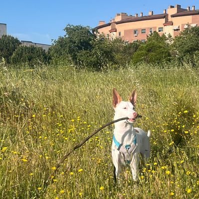 girasol5631's profile picture. animalista. 🇵🇸🌹🌷