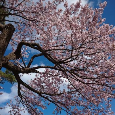 お散歩ワンコと目が合うと、友達なっちゃう。
新社会人トリマーを両手腱鞘炎で断念→右肩にボルトinの手術→首ヘルニア軽症→頚椎神経根症の回復🍀後遺症あり、外科系シニア🔄ミドルな日常を、「年齢不詳で生き抜く」を目標にポストしてます🐬🐬🐬
サザン最高~❣️桑田さん天才🙌🙌🙌
SAS応援団、札幌在住