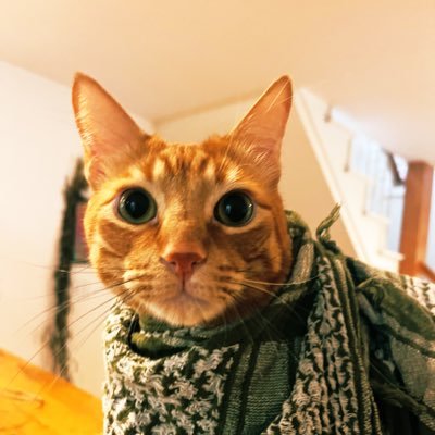 cringey whitey on stolen land // Interdisciplinary phD candidate // made a podcast many years ago and then just kinda kept this account