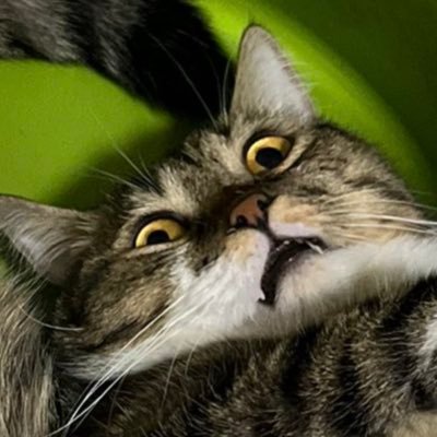 gudubetvepakize's profile picture. 