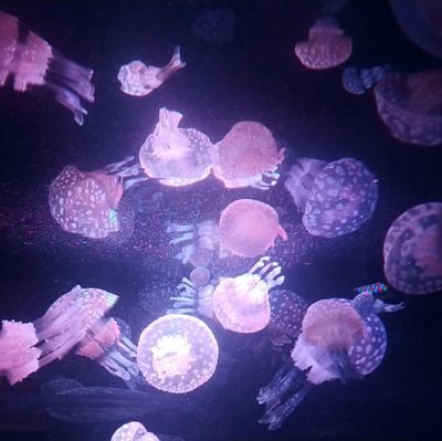 yarnmofu's profile picture. 編み物1年目です❗
毛糸買いすぎて常に部屋に溢れてます