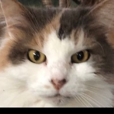 Nancy0223922191's profile picture. This is my Emergency backup account, I'll be discussing more about the QFS, XRP&XLM and lots more kindly follow back.