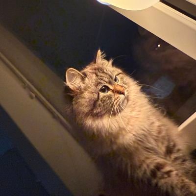 OuiasL01's profile picture. لا اله الا الله الحليم الكريم العظيم