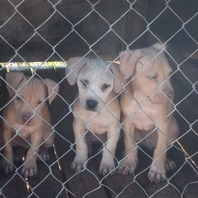 Lowkey4lyfe's profile picture. 