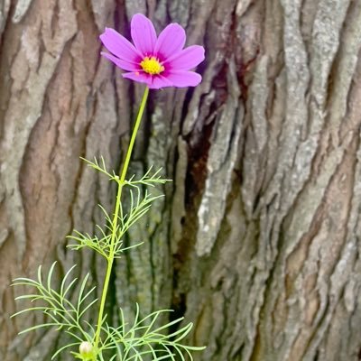 Feeds critters ,nana, mom, wife, loves the moon and Sun. loves flowers, art ,books home descendent of founder James Madison, many healers#oyate The Secret 💙
