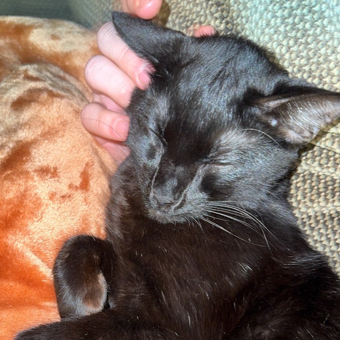 alexoflast's profile picture. 