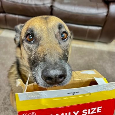 Retired K9 Loki (Nighthawk) 8yr old Malinerd ⚠️Caution Hyperbole Ahead⚠️