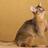 CatOfTheRt's profile image