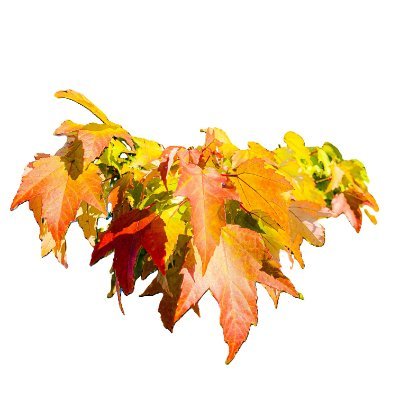 kankbo's profile picture. 