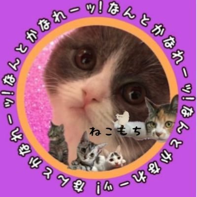 ねこもちさんのプロフィール画像