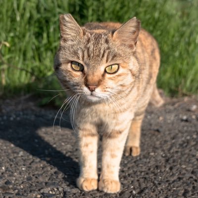 ユルユル系ネイチャー写真。サラリーマンの趣味です。最新作「ずっと気まま猫」発売中🐈 #にゃんぽとれ /写真集「気ままに猫だもん。」、「猫だって鼻提灯くらいできるもん。」、「島ねこぽん」(青菁社)他諸々/ねこ休み展/ご依頼→DM又は bluebird777555@gmail.com/2025最新作「ずっと気まま猫」↓