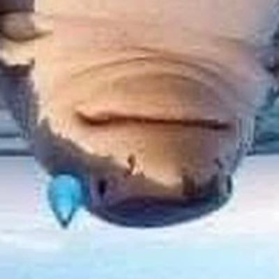 i’m still fishbrain, i just like catskull // 16, again nsfw dni, you will be blocked